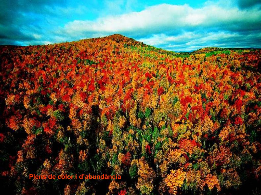 Plens de color i d’abundància