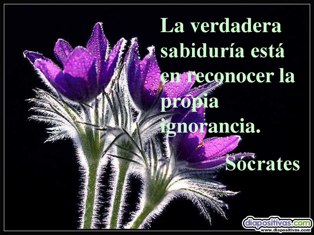 La verdadera sabiduría está en reconocer la propia ignorancia.