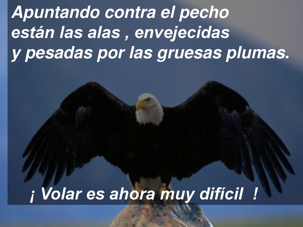 Apuntando contra el pecho están las alas , envejecidas y pesadas por las gruesas plumas.