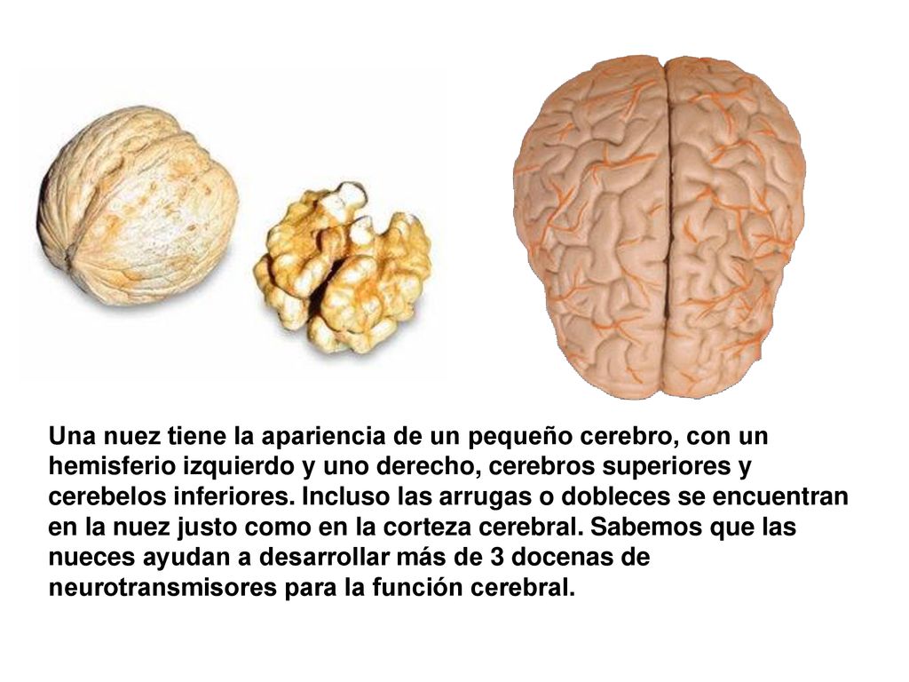 Una nuez tiene la apariencia de un pequeño cerebro, con un hemisferio izquierdo y uno derecho, cerebros superiores y cerebelos inferiores.