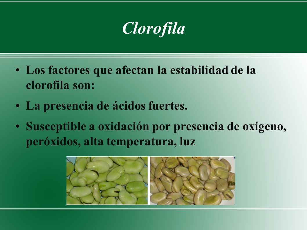 Clorofila Los factores que afectan la estabilidad de la clorofila son: