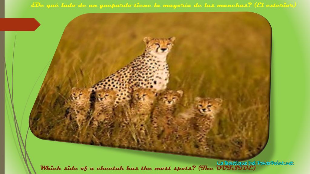 Which side of a cheetah has the most spots (The OUTSIDE)