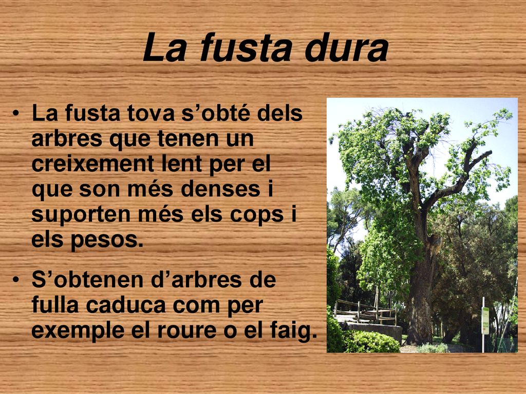 La fusta dura La fusta tova s’obté dels arbres que tenen un creixement lent per el que son més denses i suporten més els cops i els pesos.
