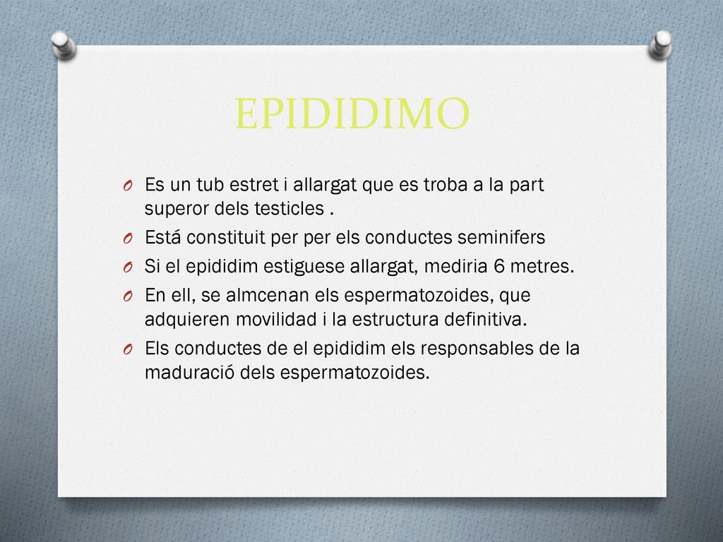 EPIDIDIMO Es un tub estret i allargat que es troba a la part superor dels testicles . Está constituit per per els conductes seminifers.