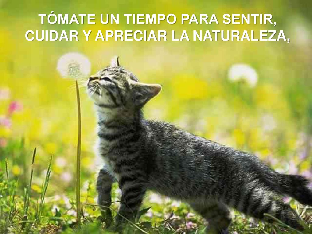 TÓMATE UN TIEMPO PARA SENTIR, CUIDAR Y APRECIAR LA NATURALEZA,