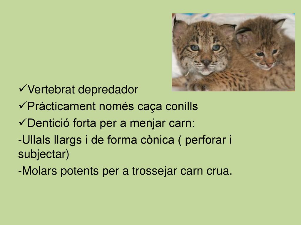 Vertebrat depredador Pràcticament només caça conills. Dentició forta per a menjar carn: Ullals llargs i de forma cònica ( perforar i subjectar)