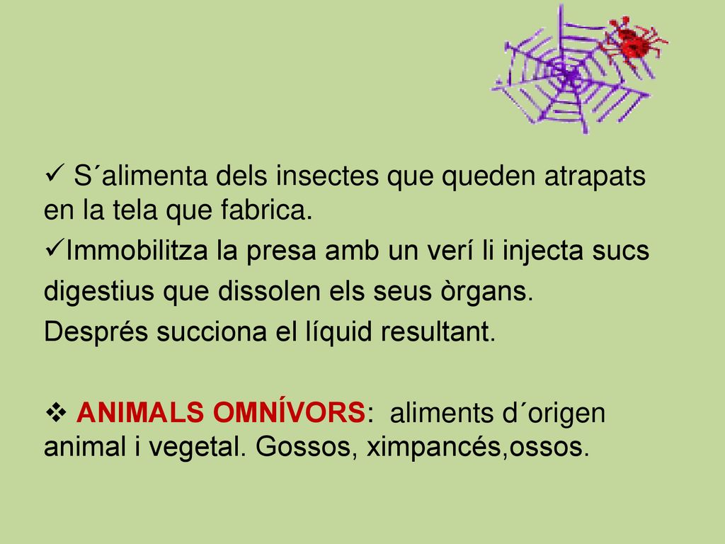 S´alimenta dels insectes que queden atrapats en la tela que fabrica.