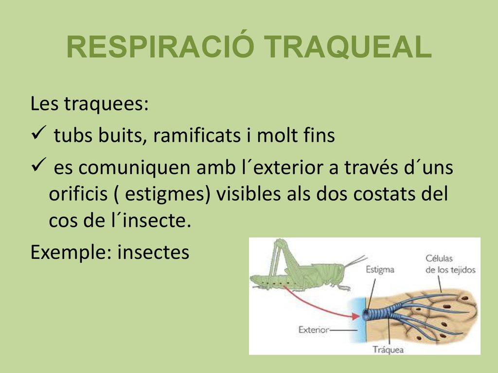RESPIRACIÓ TRAQUEAL Les traquees: tubs buits, ramificats i molt fins