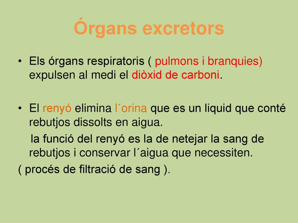 Órgans excretors Els órgans respiratoris ( pulmons i branquies) expulsen al medi el diòxid de carboni.