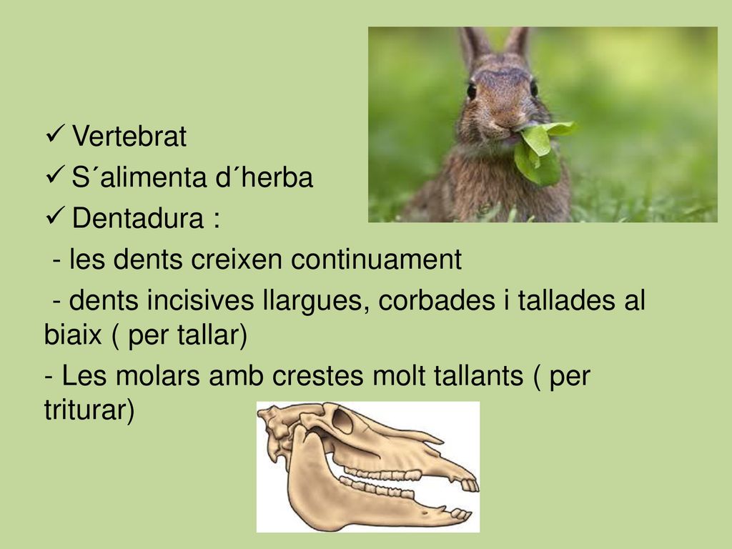 Vertebrat S´alimenta d´herba. Dentadura : - les dents creixen continuament. - dents incisives llargues, corbades i tallades al biaix ( per tallar)