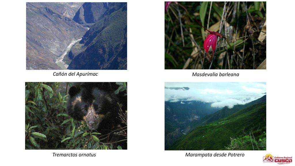 Cañón del Apurímac Masdevalia barleana Tremarctos ornatus Marampata desde Potrero