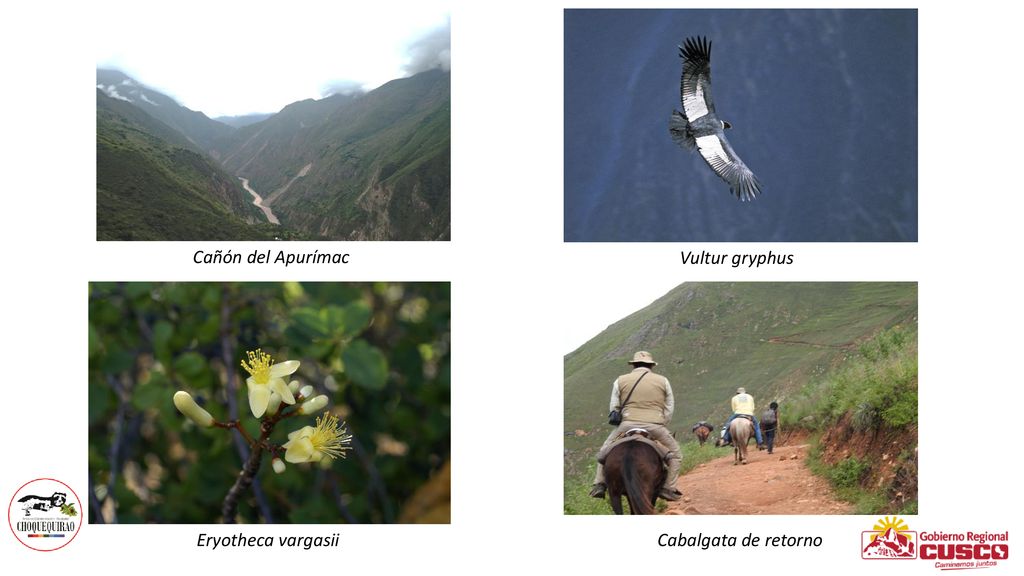 Cañón del Apurímac Vultur gryphus Eryotheca vargasii Cabalgata de retorno