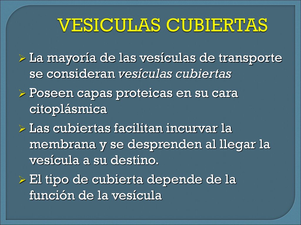 VESICULAS CUBIERTAS La mayoría de las vesículas de transporte se consideran vesículas cubiertas. Poseen capas proteicas en su cara citoplásmica.