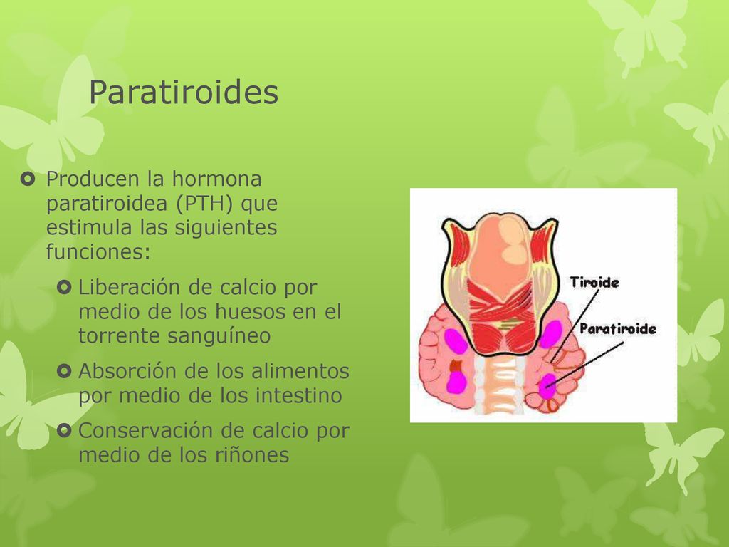 Paratiroides Producen la hormona paratiroidea (PTH) que estimula las siguientes funciones:
