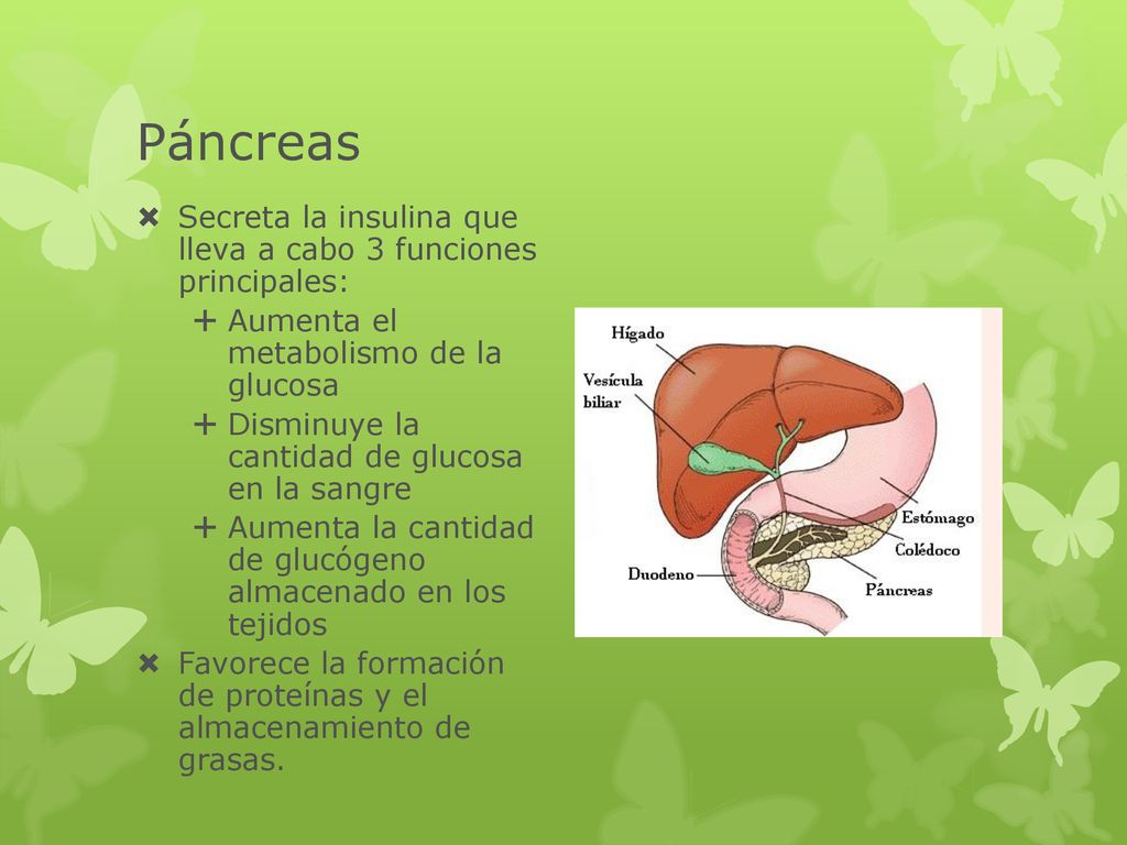 Páncreas Secreta la insulina que lleva a cabo 3 funciones principales:
