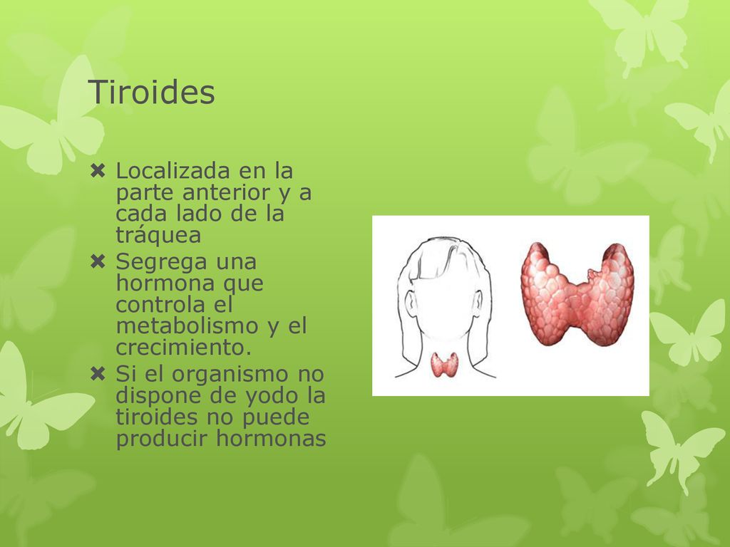 Tiroides Localizada en la parte anterior y a cada lado de la tráquea