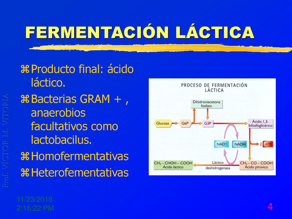 FERMENTACIÓN LÁCTICA Producto final: ácido láctico.