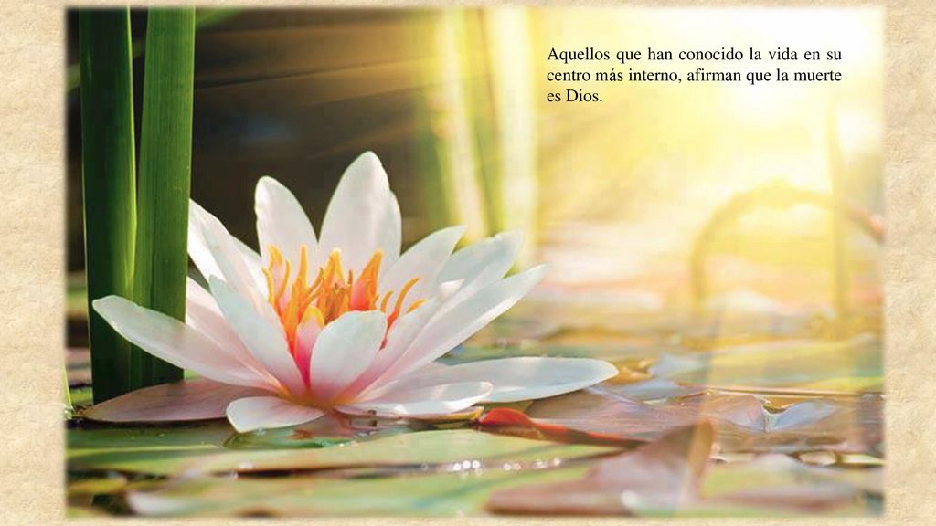 Aquellos que han conocido la vida en su centro más interno, afirman que la muerte es Dios.