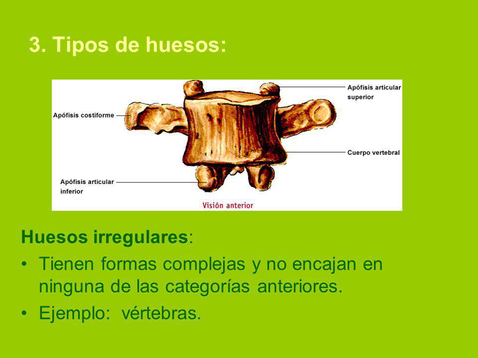 3. Tipos de huesos: Huesos irregulares: