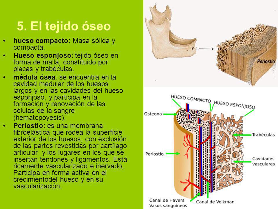 5. El tejido óseo hueso compacto: Masa sólida y compacta.