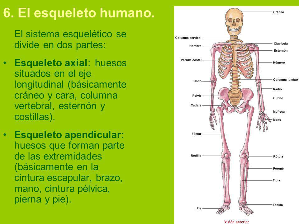 6. El esqueleto humano. El sistema esquelético se divide en dos partes:
