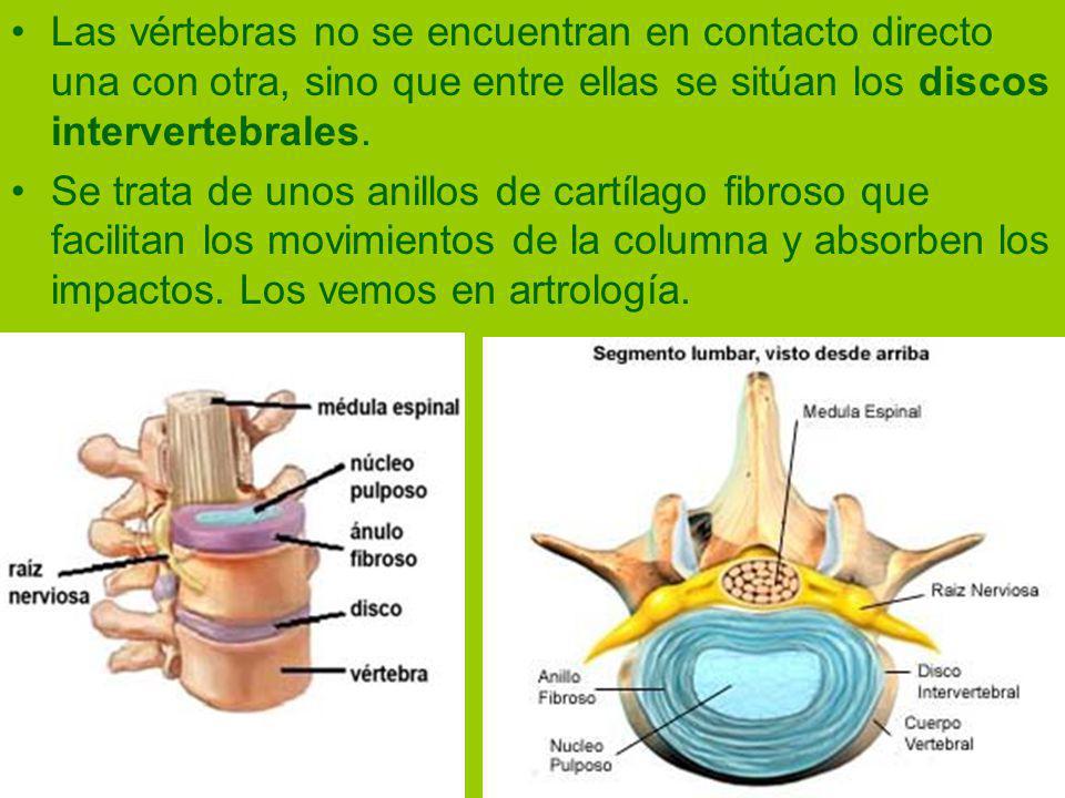 Las vértebras no se encuentran en contacto directo una con otra, sino que entre ellas se sitúan los discos intervertebrales.