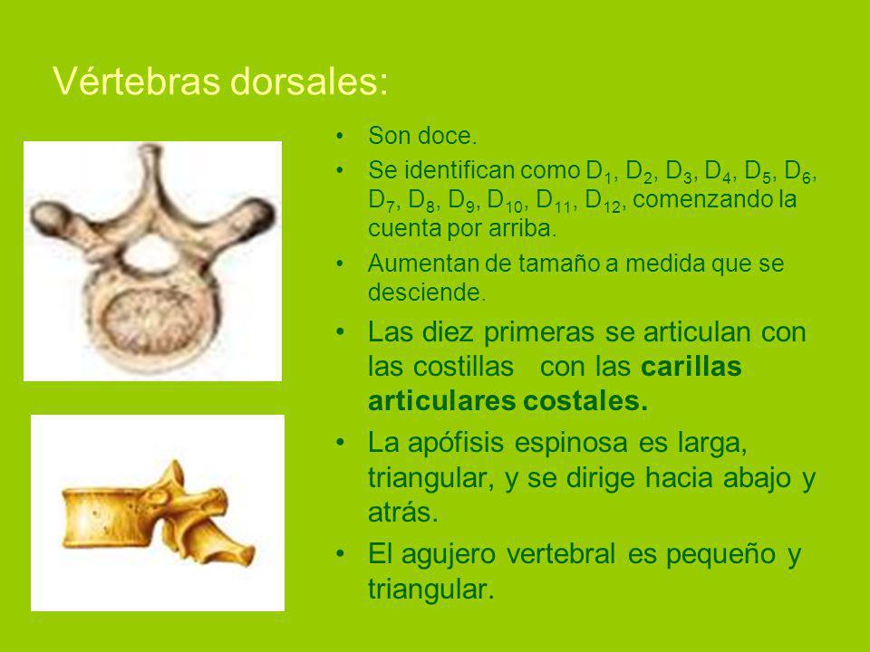 Vértebras dorsales: Son doce. Se identifican como D1, D2, D3, D4, D5, D6, D7, D8, D9, D10, D11, D12, comenzando la cuenta por arriba.