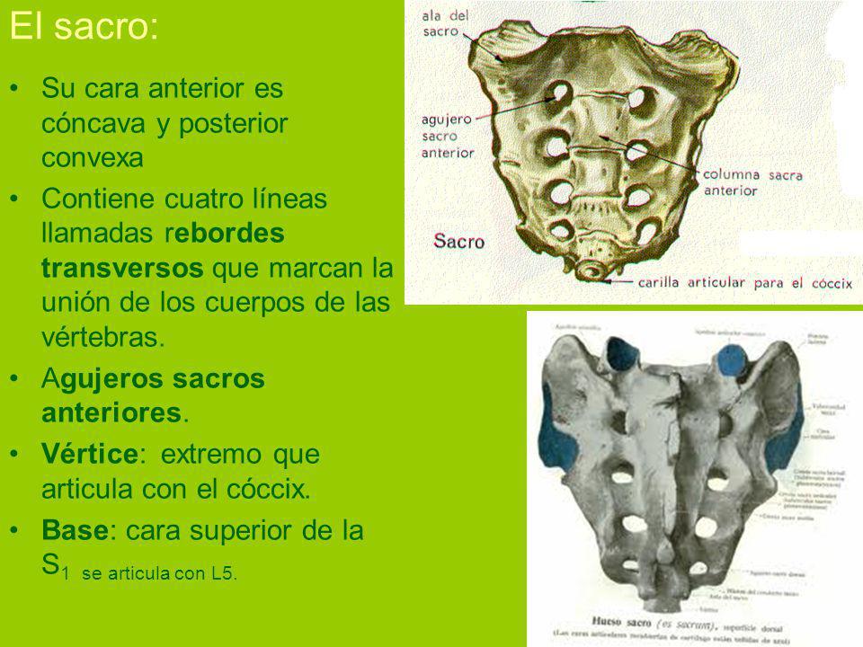 El sacro: Su cara anterior es cóncava y posterior convexa