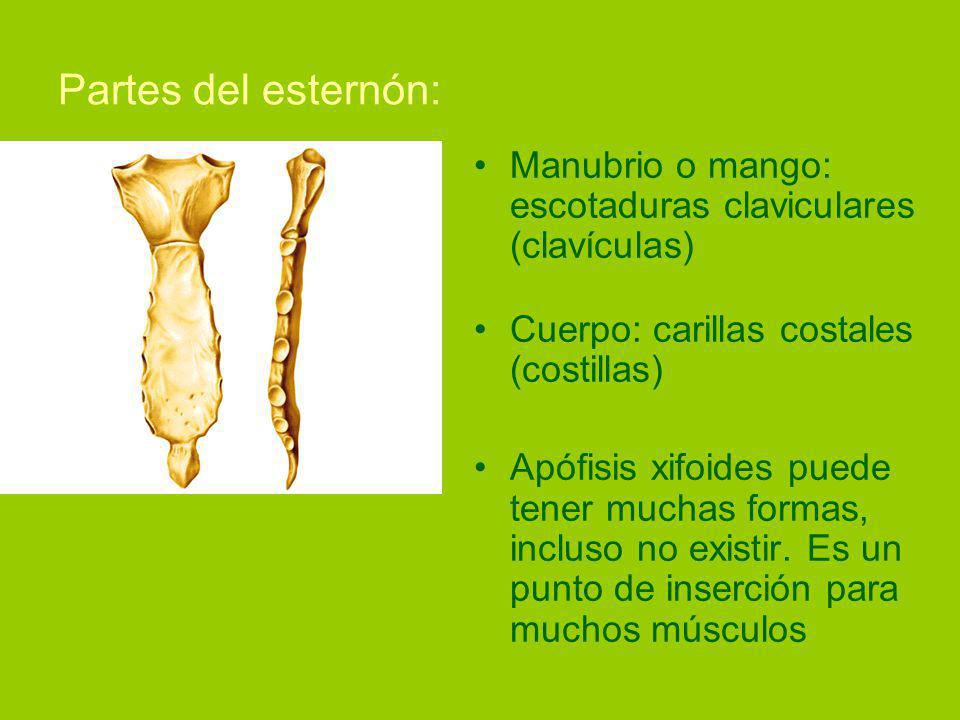 Partes del esternón: Manubrio o mango: escotaduras claviculares (clavículas) Cuerpo: carillas costales (costillas)