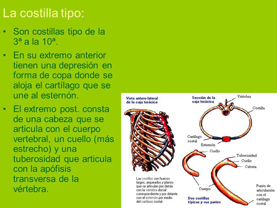 La costilla tipo: Son costillas tipo de la 3ª a la 10ª.