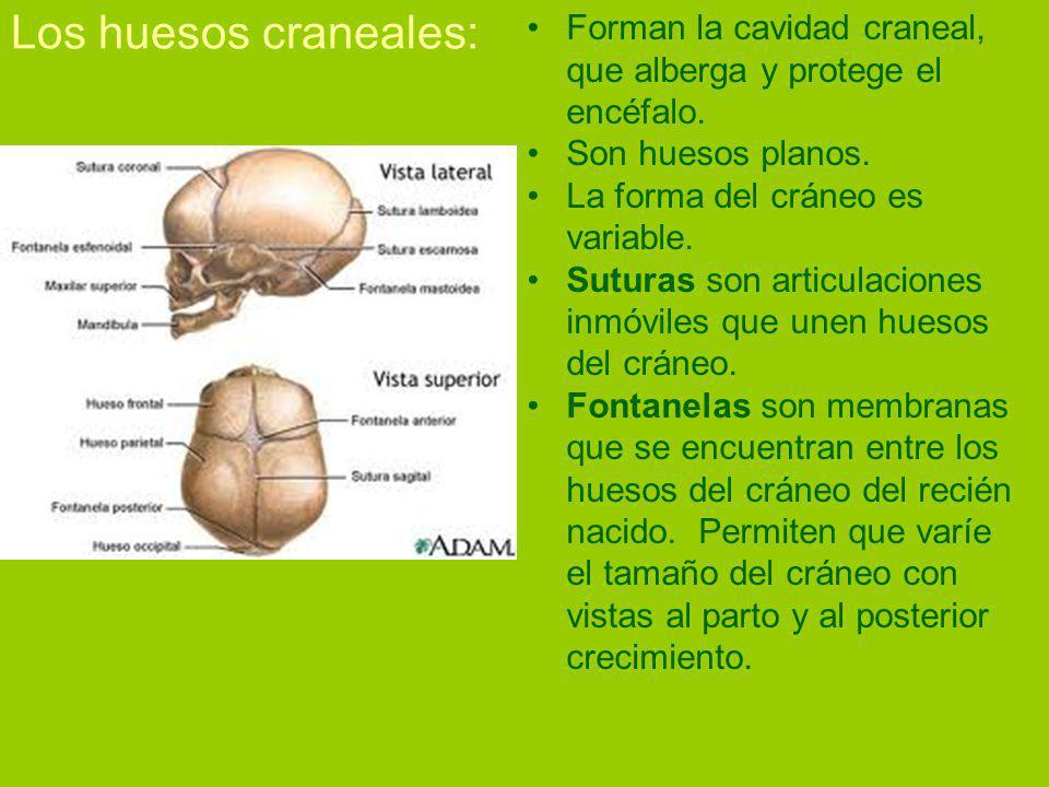 Los huesos craneales: Forman la cavidad craneal, que alberga y protege el encéfalo. Son huesos planos.