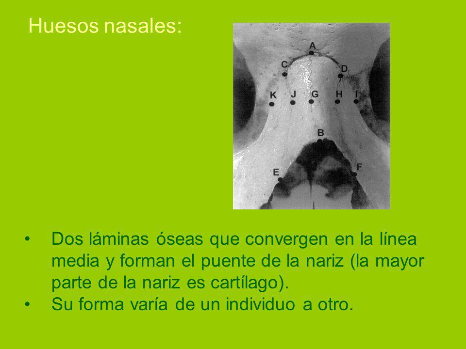 Huesos nasales: Dos láminas óseas que convergen en la línea media y forman el puente de la nariz (la mayor parte de la nariz es cartílago).
