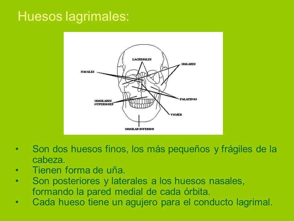 Huesos lagrimales: Son dos huesos finos, los más pequeños y frágiles de la cabeza. Tienen forma de uña.