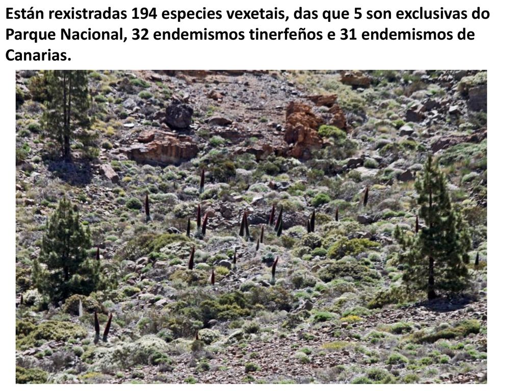 Están rexistradas 194 especies vexetais, das que 5 son exclusivas do Parque Nacional, 32 endemismos tinerfeños e 31 endemismos de Canarias.