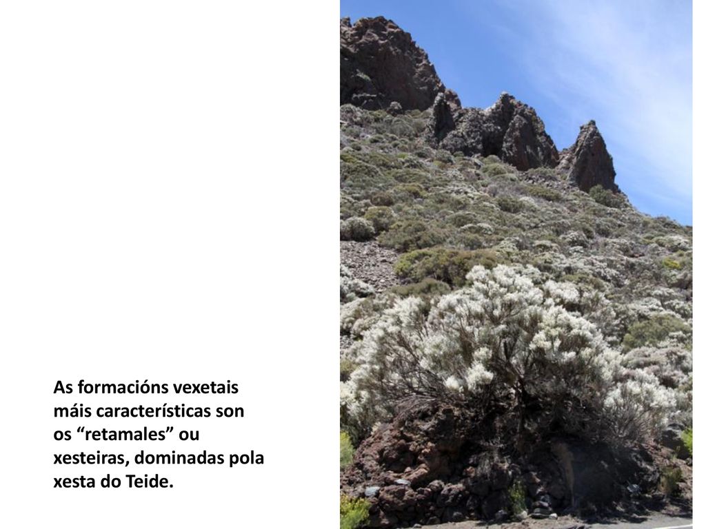 As formacións vexetais máis características son os retamales ou xesteiras, dominadas pola xesta do Teide.