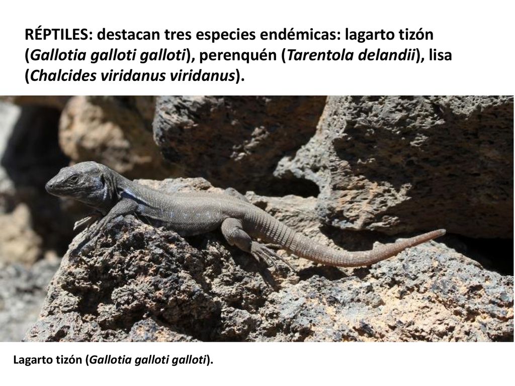 RÉPTILES: destacan tres especies endémicas: lagarto tizón (Gallotia galloti galloti), perenquén (Tarentola delandii), lisa (Chalcides viridanus viridanus).