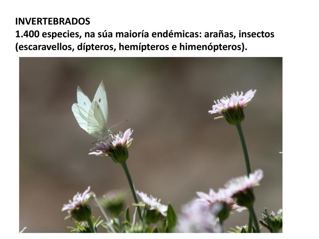 INVERTEBRADOS especies, na súa maioría endémicas: arañas, insectos (escaravellos, dípteros, hemípteros e himenópteros).