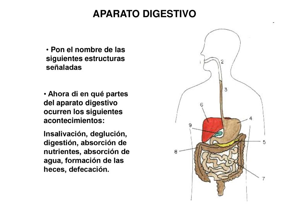 APARATO DIGESTIVO Pon el nombre de las siguientes estructuras señaladas.