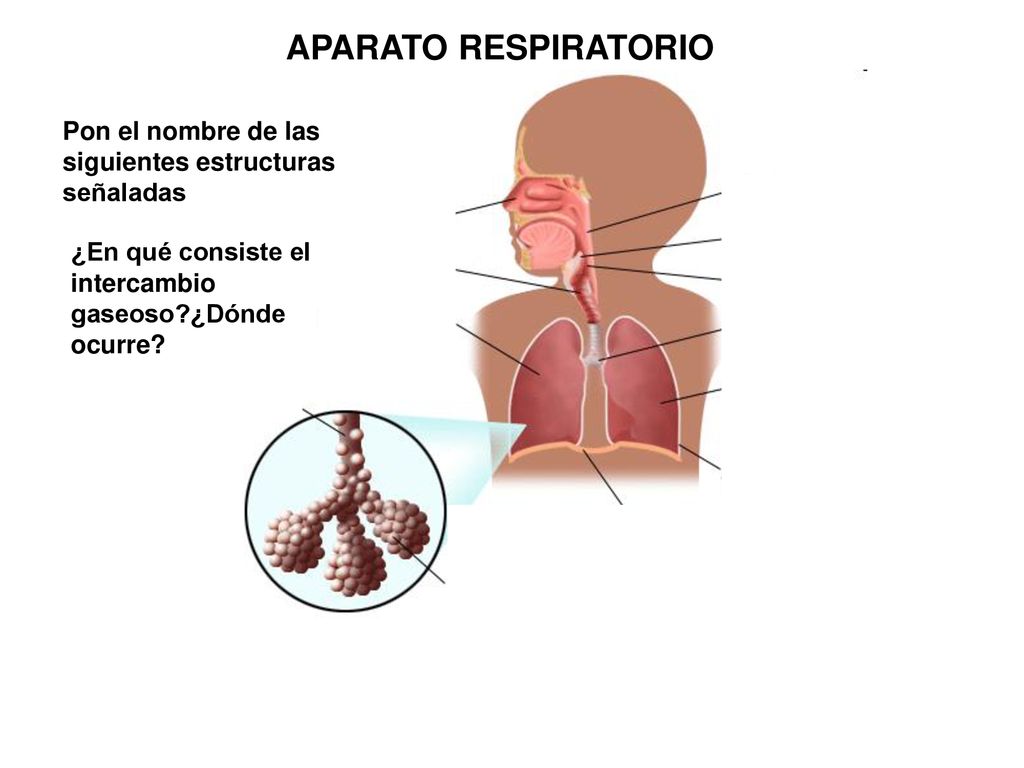 APARATO RESPIRATORIO Pon el nombre de las siguientes estructuras señaladas.
