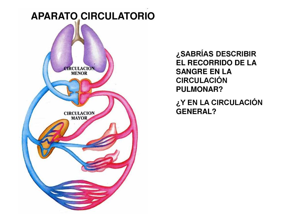 APARATO CIRCULATORIO ¿SABRÍAS DESCRIBIR EL RECORRIDO DE LA SANGRE EN LA CIRCULACIÓN PULMONAR.