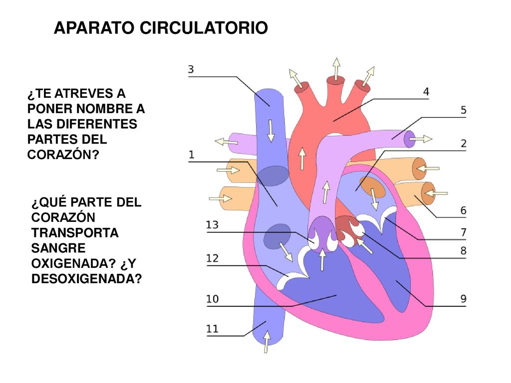 APARATO CIRCULATORIO ¿TE ATREVES A PONER NOMBRE A LAS DIFERENTES PARTES DEL CORAZÓN