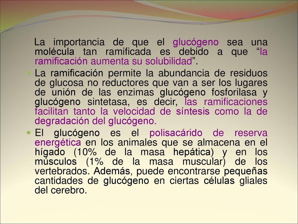 La importancia de que el glucógeno sea una molécula tan ramificada es debido a que la ramificación aumenta su solubilidad .