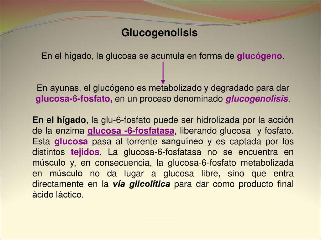 En el hígado, la glucosa se acumula en forma de glucógeno.