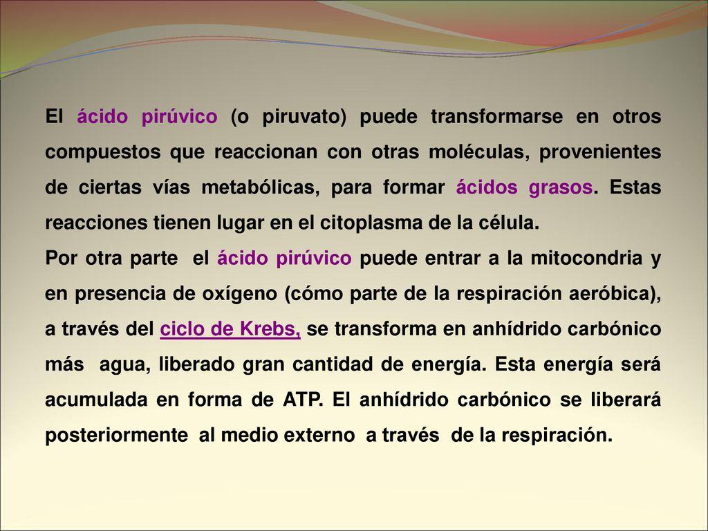 El ácido pirúvico (o piruvato) puede transformarse en otros compuestos que reaccionan con otras moléculas, provenientes de ciertas vías metabólicas, para formar ácidos grasos. Estas reacciones tienen lugar en el citoplasma de la célula.