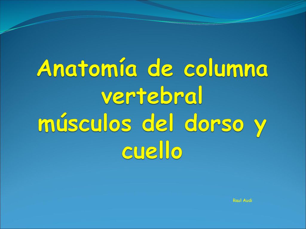 Anatomía de columna vertebral músculos del dorso y cuello