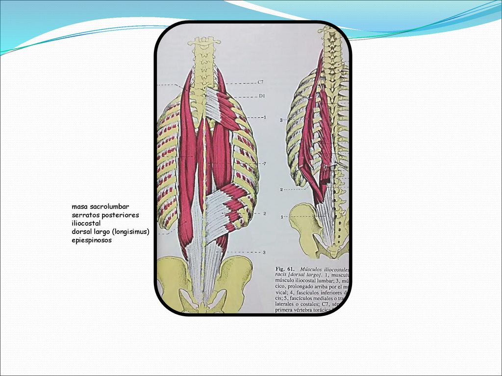 masa sacrolumbar serratos posteriores iliocostal dorsal largo (longisimus) epiespinosos