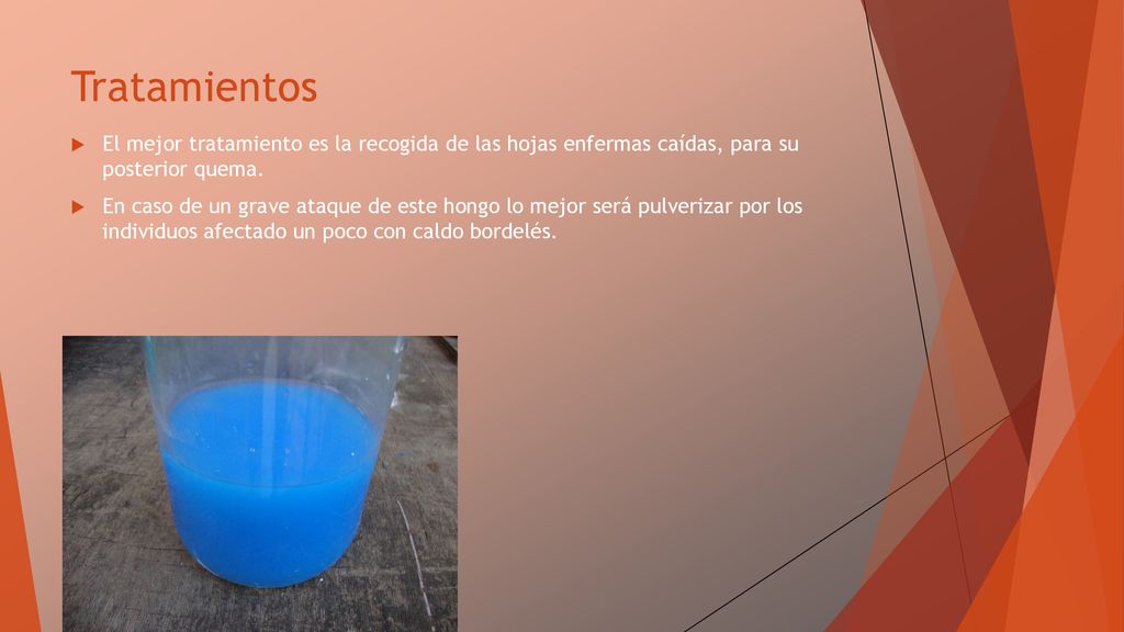Tratamientos El mejor tratamiento es la recogida de las hojas enfermas caídas, para su posterior quema.