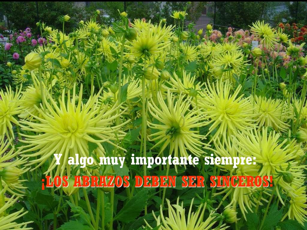 Y algo muy importante siempre: ¡LOS ABRAZOS DEBEN SER SINCEROS!