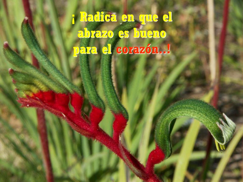 ¡ Radica en que el abrazo es bueno para el corazón..!