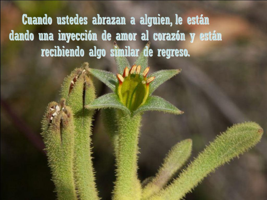o Cuando ustedes abrazan a alguien, le están dando una inyección de amor al corazón y están recibiendo algo similar de regreso.